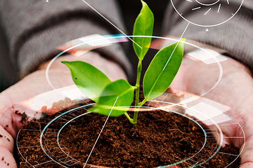 A petite green plant nestled in soil