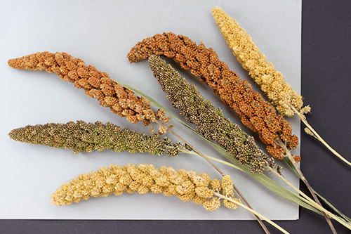 Millet with verdant leaves and yellow-hued seeds