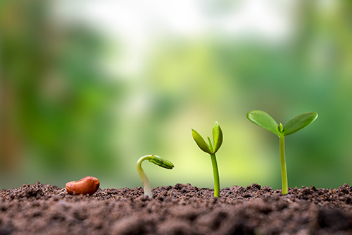 The stages of seed germination.