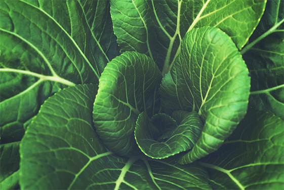 Green cabbage leaves