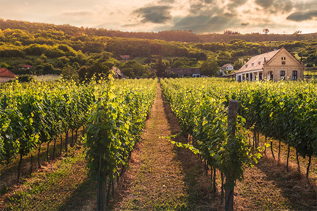 The picture shows a calm vineyard glowing in golden sunlight.