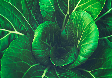 A multitude of green leaves.